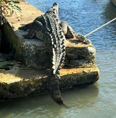 Blog-Black-River-Safari-IMG-20250908-WA0017b