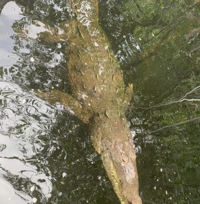 Blog-Black-River-Safari-IMG-20250908-WA0023a