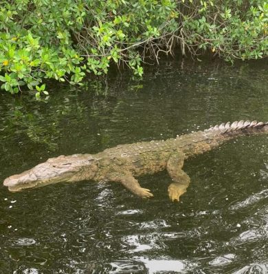 Blog-Black-River-Safari-IMG-20250908-WA0025a