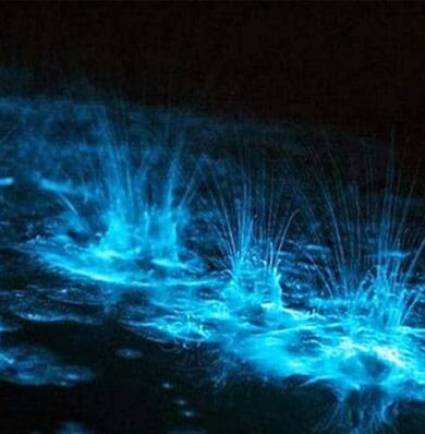 Blog-Glistening-Waters-1-Luminous-Lagoon-Tour-1b