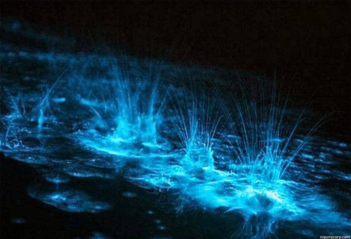 Blog-Glistening-Waters-1-Luminous-Lagoon-Tour-1b