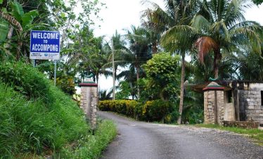 The main entrance road to the Accompong Town Maroon Village in the Cockpit Country in St. Elizabeth, Jamaica on a cool evening. Two green maroon horns sit above the posts along either side of the gate and the blue sign to the Left says welcome to a Accompong and there are no people in the scene. Here at Accompong, Norris, as a tour guide, would carry his private tour guests of travelers visiting Jamaica. There are many palm trees and other lush vegetation all around.