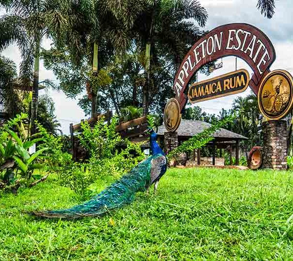 A resident peacock stands at the center of this grassy section right outside the sign that stands in the yard, which reads “Appleton Estate Jamaica Rum”. The rum tour, located in Santa Cruz, St. Elizabeth, is a repeated attraction for traveling guests of Island Turf Tours.