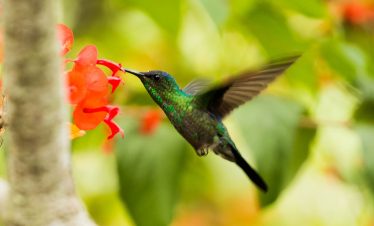 Bird Sanctuary (Barney’s Flower & Hummingbird Garden) from Negril Hotels