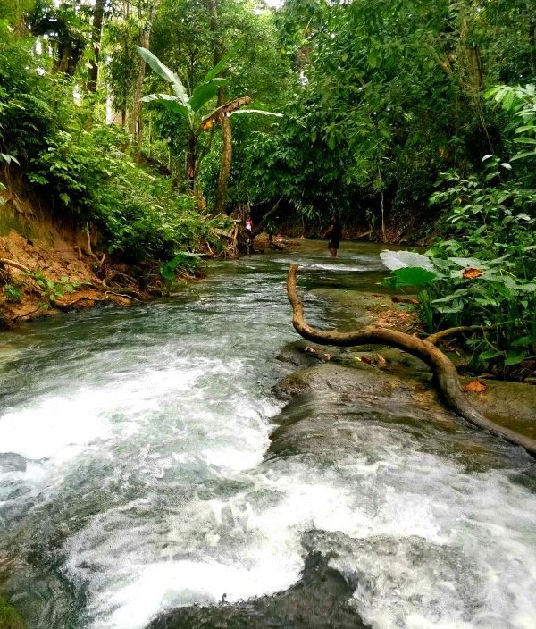 The scene at Benta River Falls in Westmoreland shows a waterway that snakes through an area with vegetation all around. A downed piece of wood that used to be small tree sits to the right, and two of Norris’ guests can be seen in the far distance walking away through the shallow waters.
