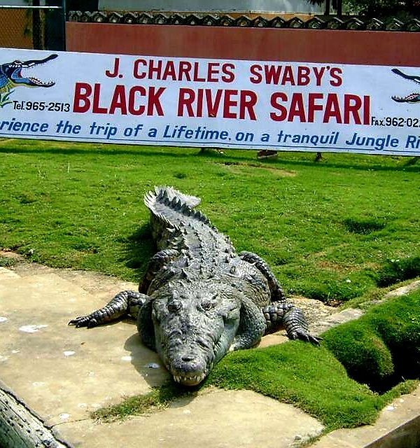 A crocodile sits happily in the afternoon sun, partly resting on the grass in an area where he can easily slkip back into the water when ready. Behind him is the sign that reads, “J. Charles Swaby’s Black River Safari”, along with a phone number on both sides with blue painted crocs as well. The tagline is present too, which invites Island Turf Tours guests to “Experience the trip of a lifetime, on a tranquil Jungle River”.