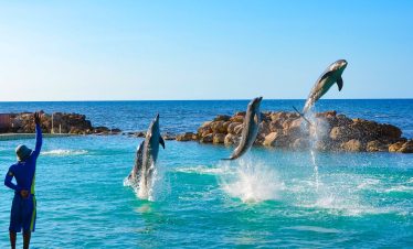 Four dolphins leap out of the water at Dolphin Cove located between Montego Bay and Negril in Lucea, Jamaica. The trainer, a man to the left, stands on the edge of a walkway and raises his right hand and the dolphins jump at his command. In the background is the wide open sea but the dolphins are leaping out from a large wide rock-closed area. This attraction is requested by the traveling private tour guests of Island Turf Tours.