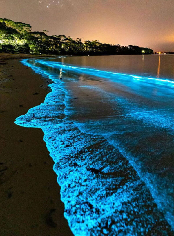 The seaside water at night appears to glisten in a bright light-blue color at the Luminous Lagoon swim tour located in the town of Falmouth in western Jamaica. The bioluminescent waters are a treat for Island Turf Tour visitors to Jamaica who enjoy this strange natural phenomenon.