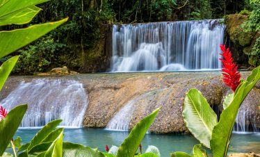 A serene scene of the Mayfield Falls popular tourist destination for Norris’ clients. The waterfall is shown vividly in the background while around the foreground of the shot is a Red Cone Ginger Flower with Green Leaves.